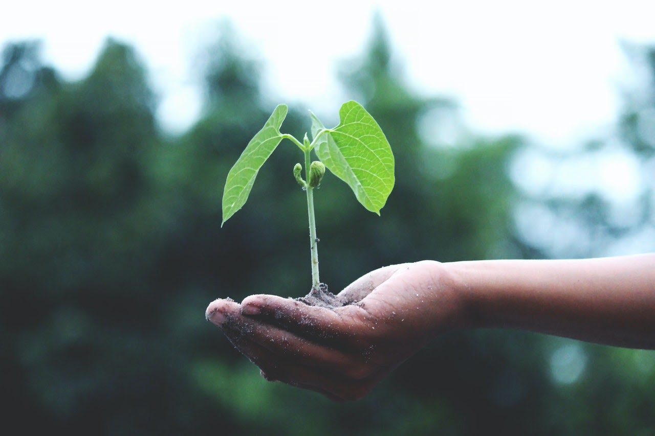 Plant growing in the palm of a hand.