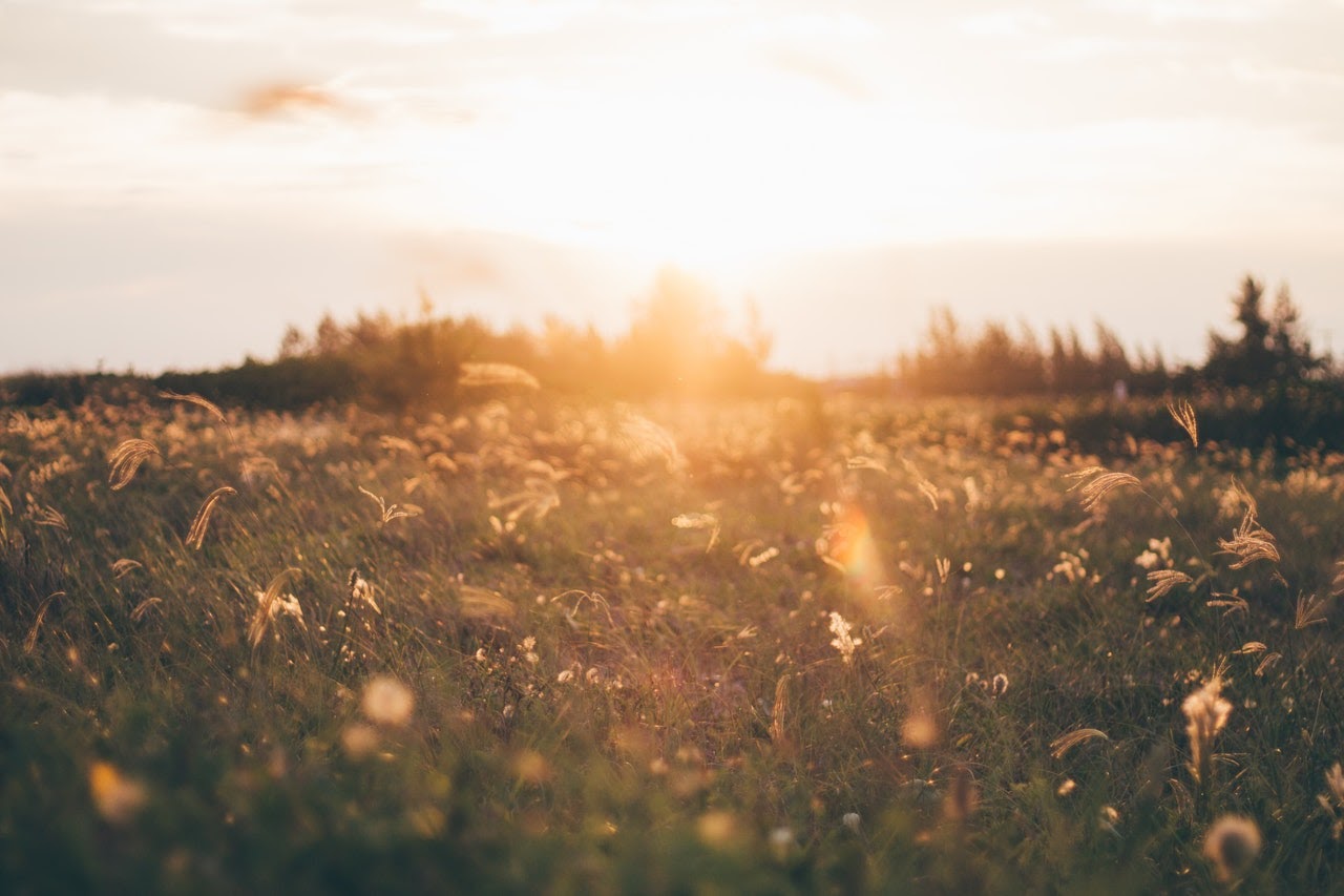 Meadow with wheat with the sun on the horizon.