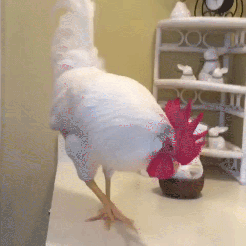chicken rooster mirror